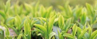 廣西西林京桂古道茶業(yè)公司怎么樣？是國企嗎？和廣西農(nóng)墾集團(tuán)啥關(guān)系？